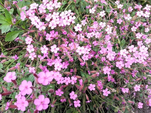 Mydlnica bazyliowata Saponaria ocymoides – idealna na skalniaki 